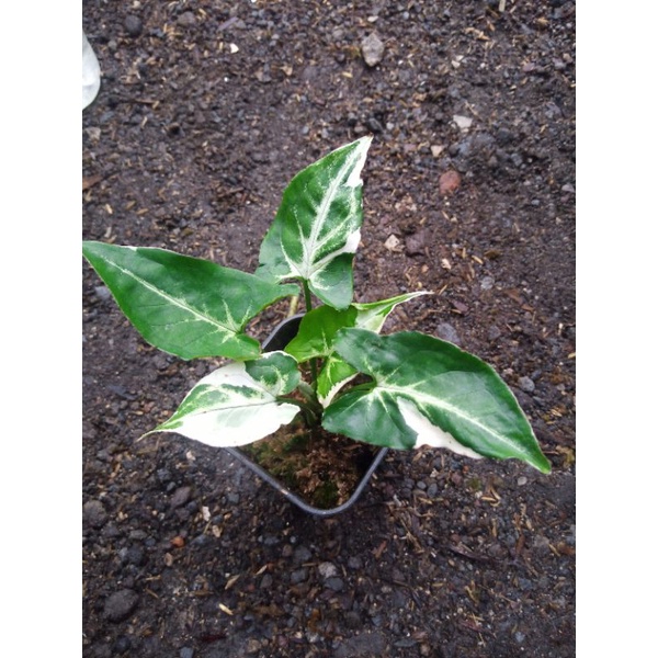 syngonium T25