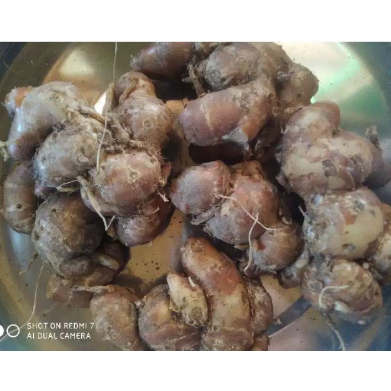 

kencur organik 250 gram