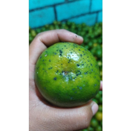 

jeruk lumajang manis fresh / kg