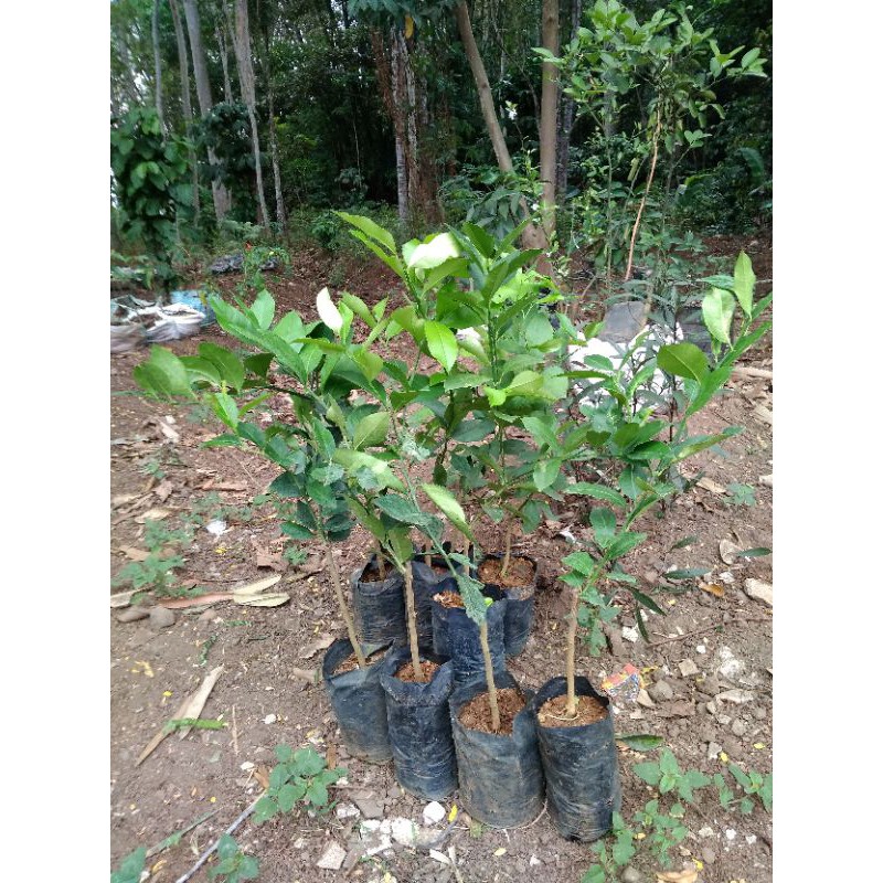 Bibit Lemon California