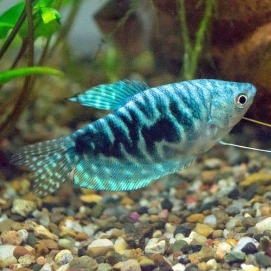 Ikan Hias Sepat Batik