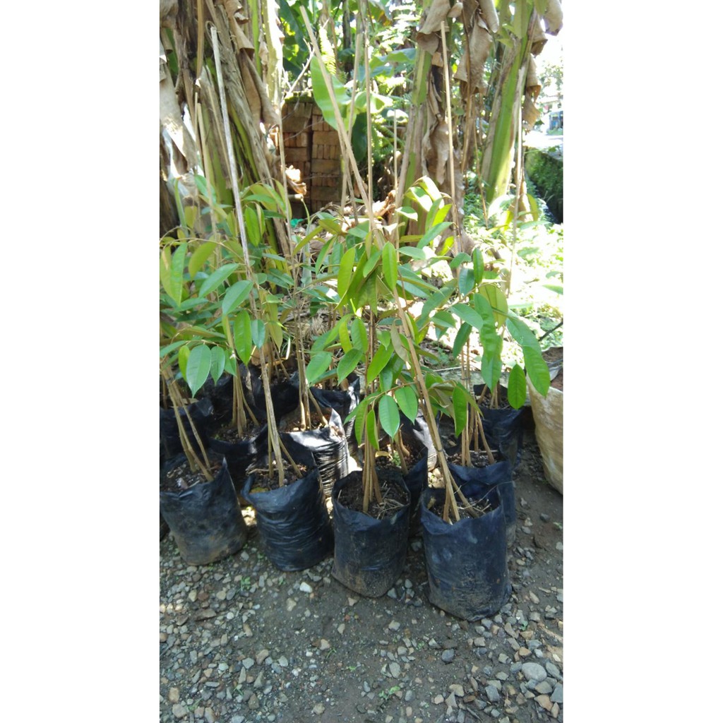 12Rr Bibit Durian Bawor Asli Banyumas *_$