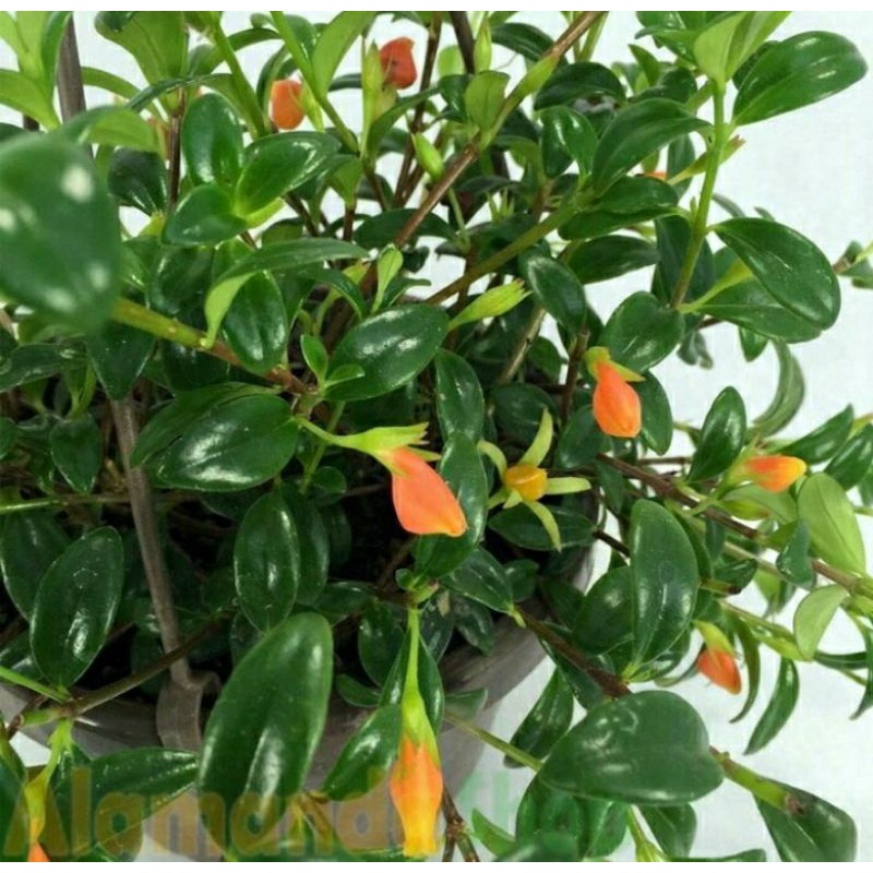 tanaman gantung lipstik orange