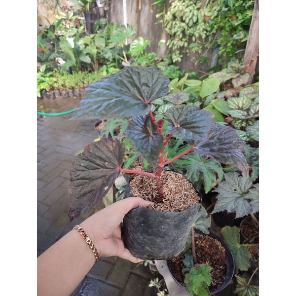 TANAMAN HIAS BUNGA BEGONIA MERAH PINK TANAMAN BEGONIA RED KLASIK TANAMAN MURAH DAN SEGAR