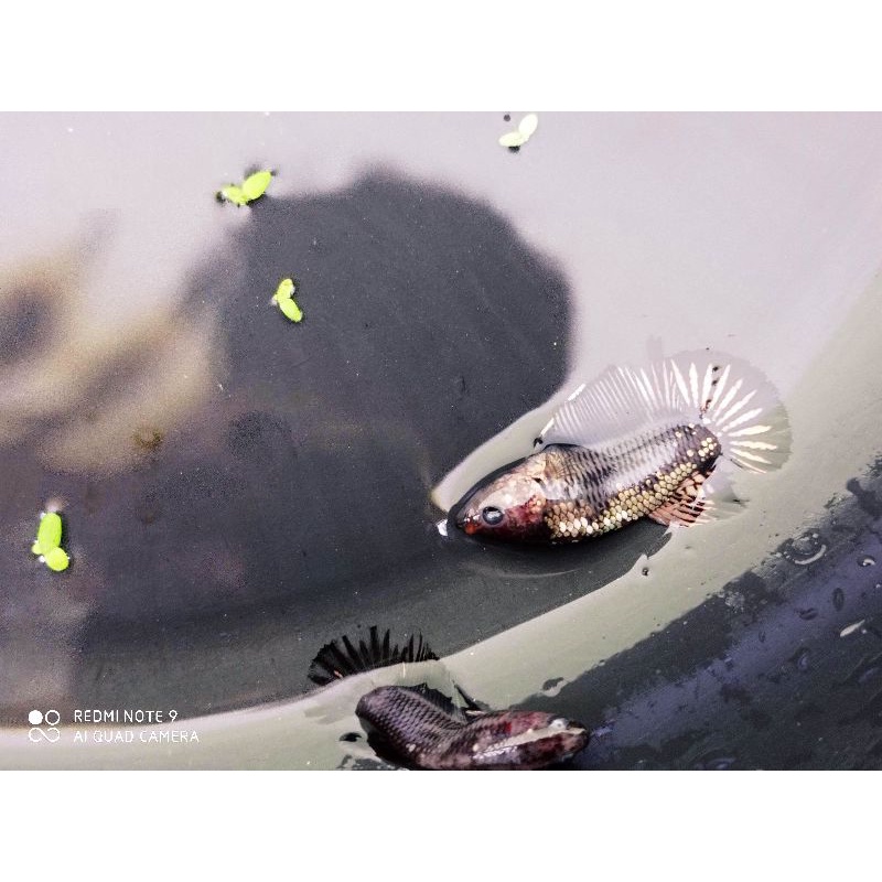 hiasan aquarium Avatar kuncop / Avatar ( beli 1 bonus 1)