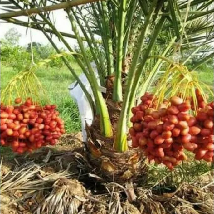 Ready 2 Bibit Buah Kurma Ajwa Jantan Dan Betina Bibit Biji Benih Terbaik