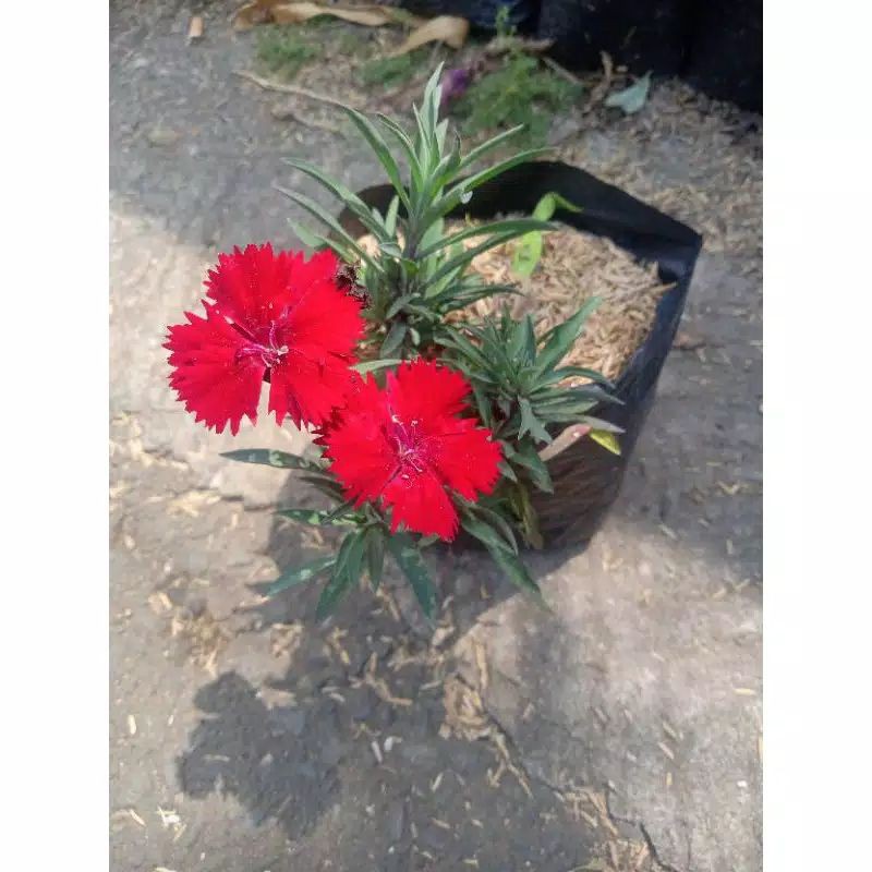 tanaman hias bunga anyelir