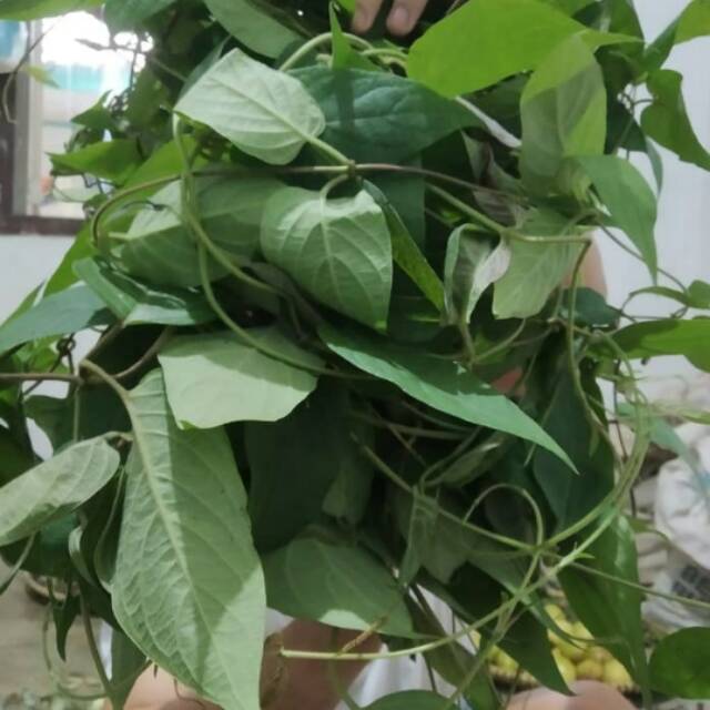 

Jual Daun Simbujan atau kahitutan segar pres paling murah