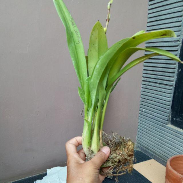 Anggrek Oncidium Saint Anthony Of Egypt fragrant Beauty