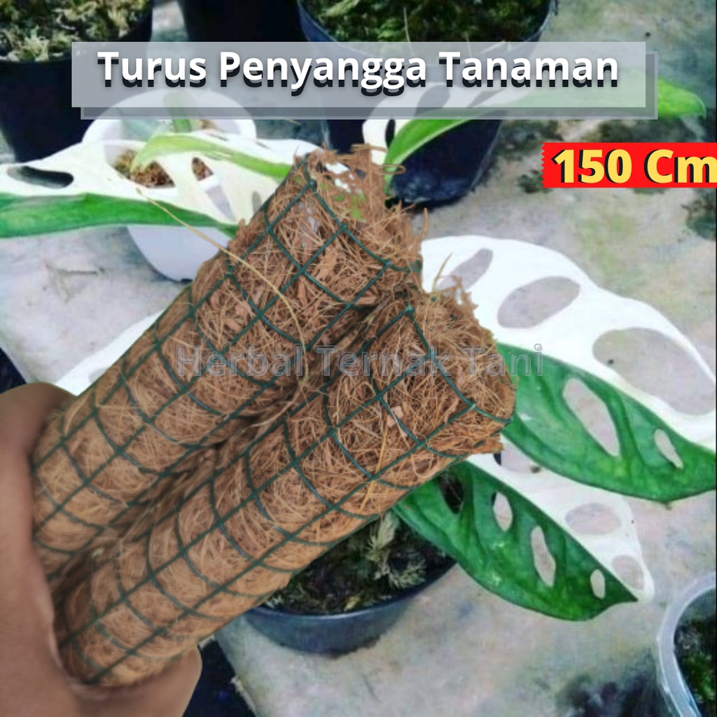 Turus Penyangga Tanaman 150 Cm