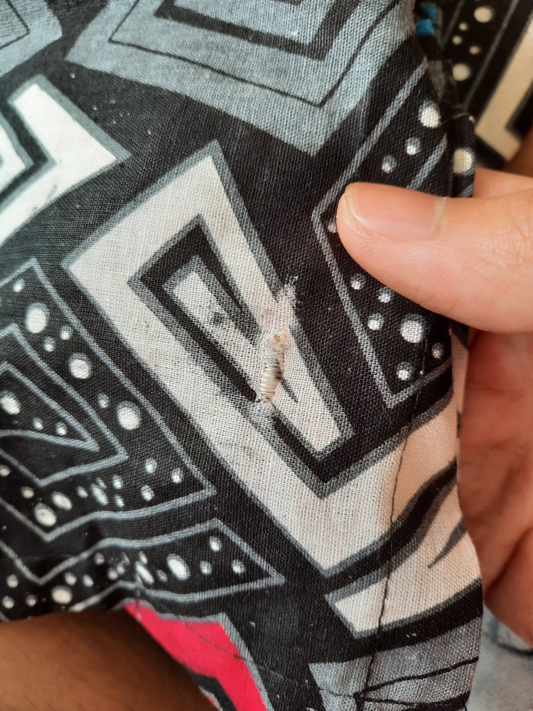 Nailo Batik Hrb026 Kenongo Kemeja G Pendek Pekalongan Padi M L Xl Sogan Tulis Halus Kemeja Batik