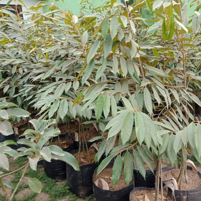 Bibit durian musangking kaki 3 tinggi 1m