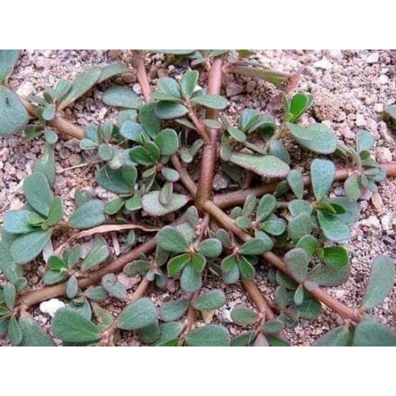 

Kerokot krokot segar 1000gram