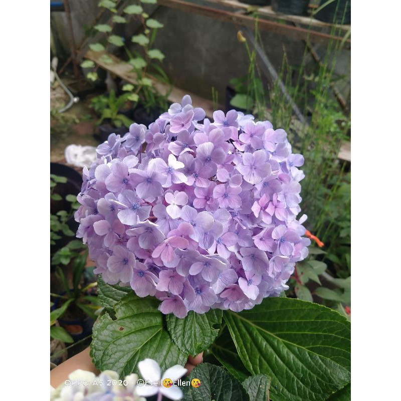 Bunga pancawarna /hortensia