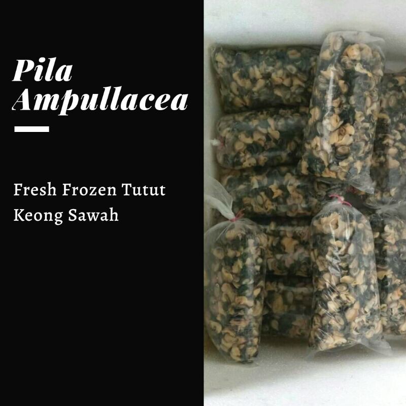 

Sell Jual Tutut Keong Sawah Sate Rica - Rica ( Berat 4 Kg )