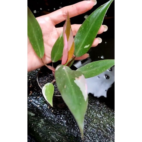 philodendron pink princess black cherry