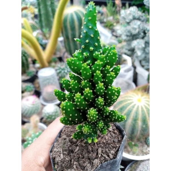 Opuntia Tuna Monstruosa / Kaktus Sukulen Cemara