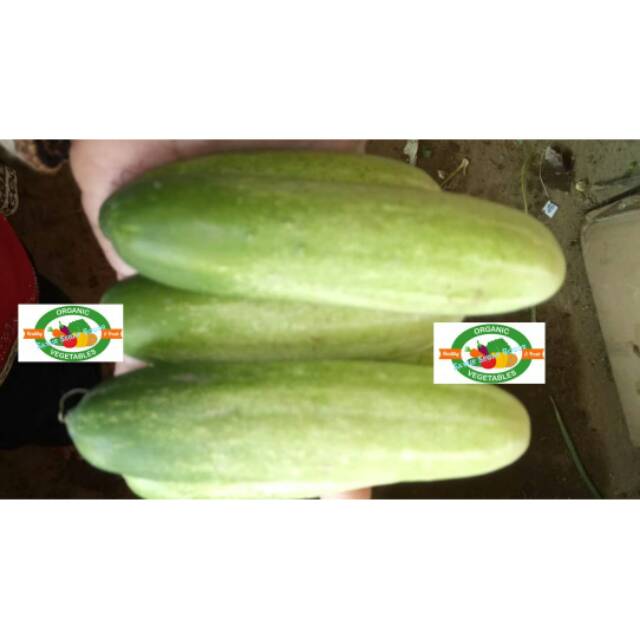 

Timun - bonteng / 1 Kg