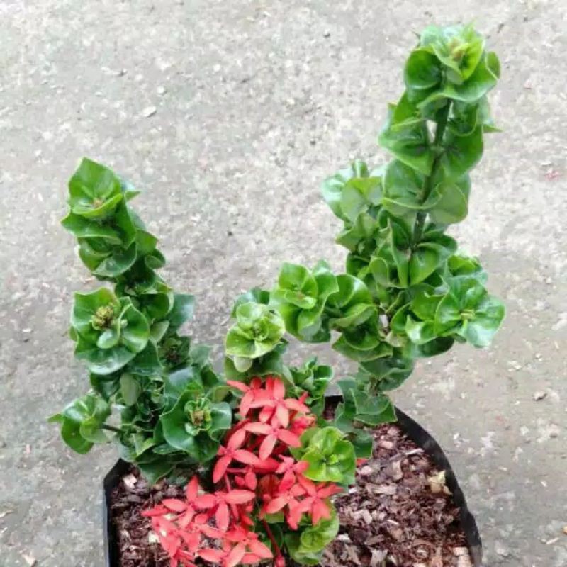 Tanaman hias bunga asoka - tanaman asoka  - asoka