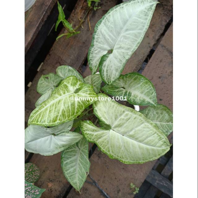 Syngonium Putih / Syngonium White
