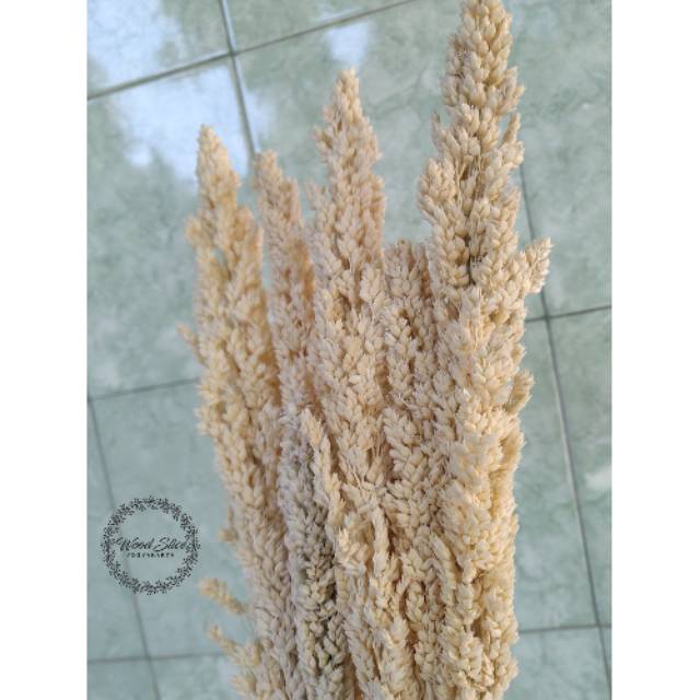 Cantel bleaching || bunga kering cantel || sorgum || dried flower cantel