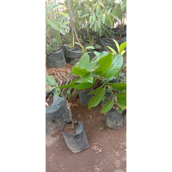 bibit black sapote atau sawo Australia