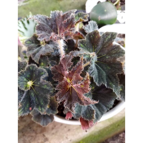 Begonia Keong hitam