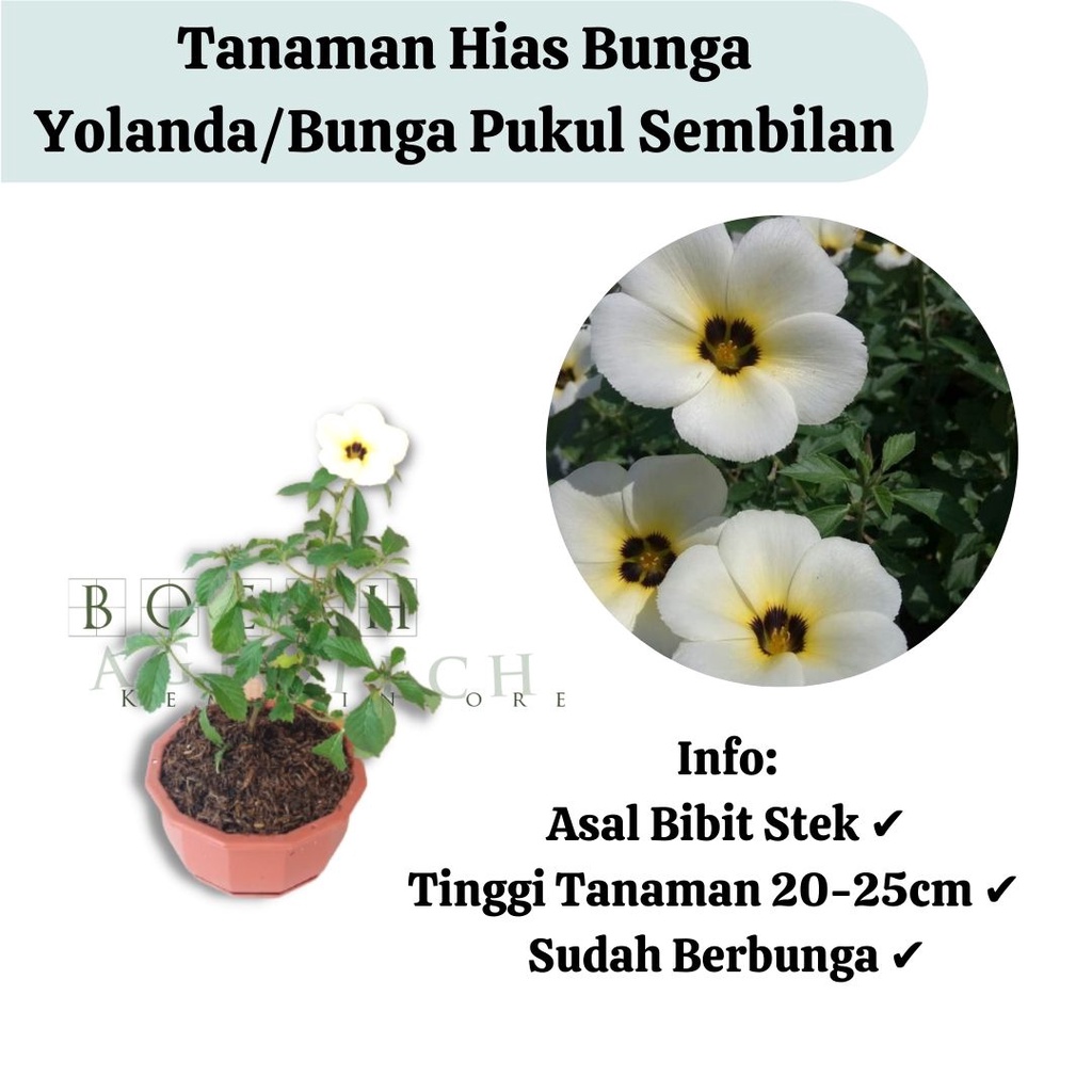 Tanaman Hias Bunga Yolanda/ Bunga Pukul Sembilan