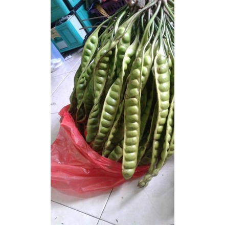 

(termurah) Pete / petai jawa