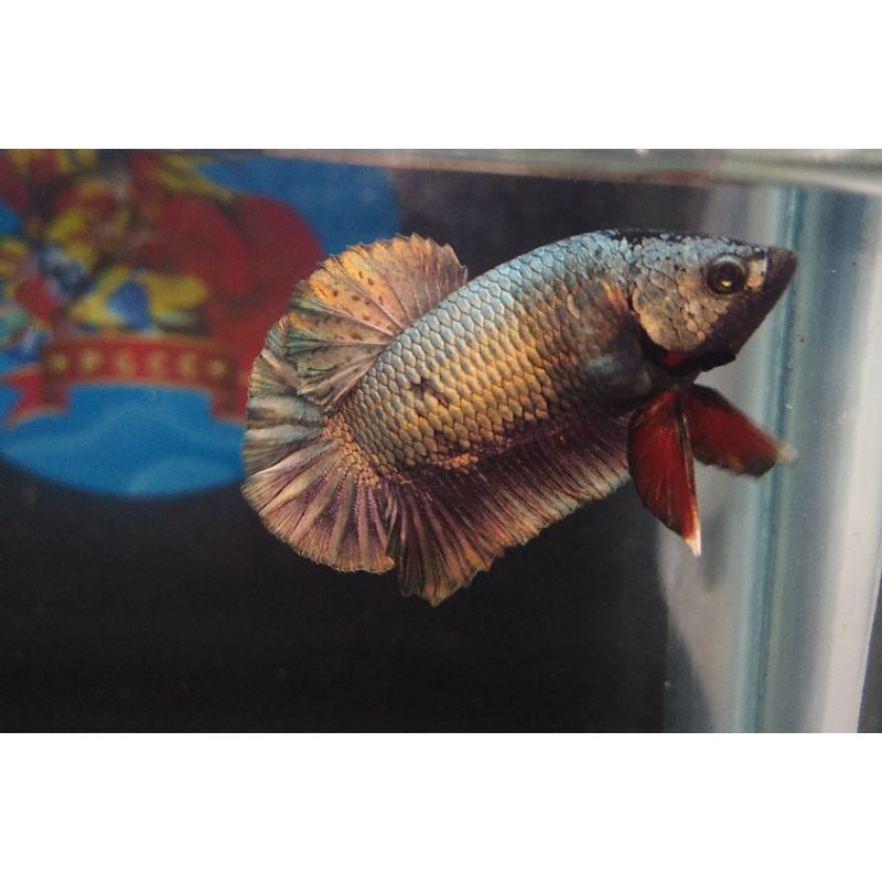 

IKAN CUPANG AVATAR GOLD COPPER