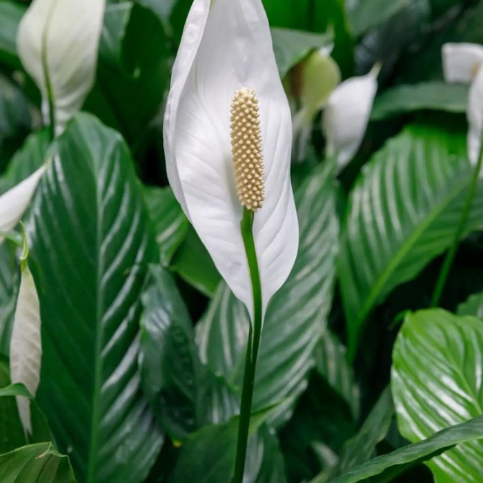 Tanaman Hias Peace Lily, Spathypillum Manaloa, Peace Lily