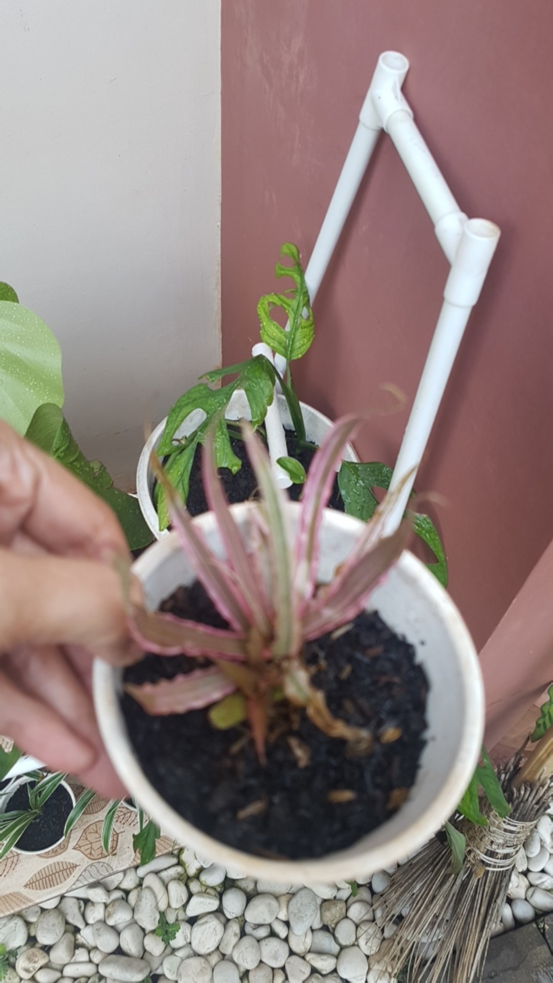 Tanaman Hias Bromelia Mawar