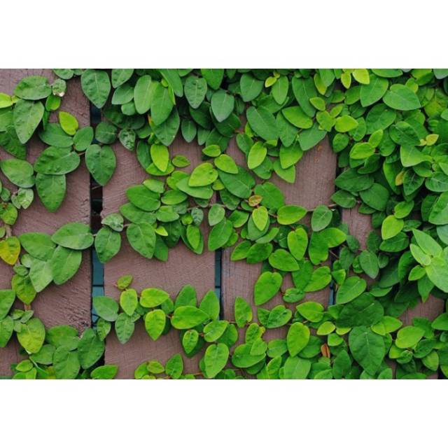 Climbing dollar / dollar rambat / tanaman fleksi