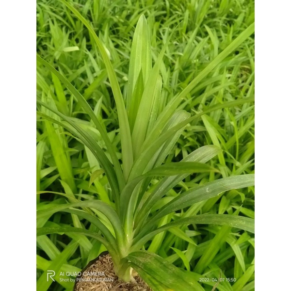 TANAMAN PANDAN WANGI // DAUN PANDAN // PENGHARUM MASAKAN