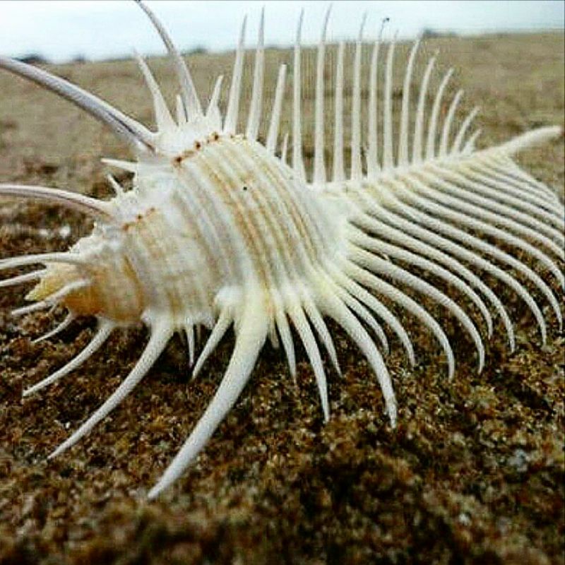CANGKANG KERANG MUREX PECTEN JUMBO KERANG SISIR KELOMANG LAUT CHICOREUS AXICORNIS