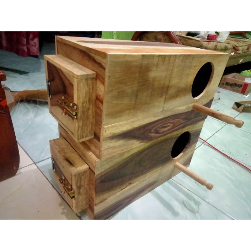 Glodok Falk Sunconure Nuri Kaca Glodok Kaca Glodok pantau falk nuri model tangkringan stick