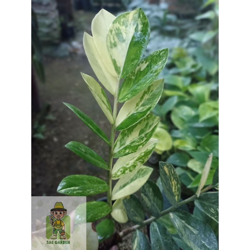 Zamio culcas Varigata / Zamia culcas Variegata