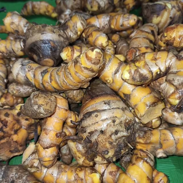 

TEMULAWAK / Curcuma xanthorrhiza