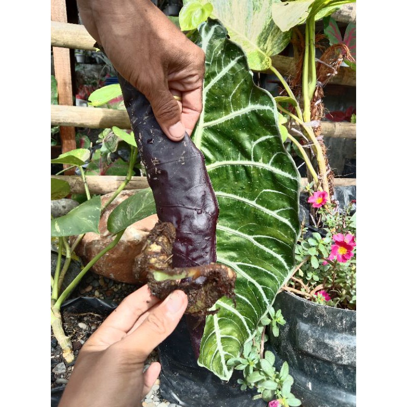 bonggol Alocasia Watsoniana