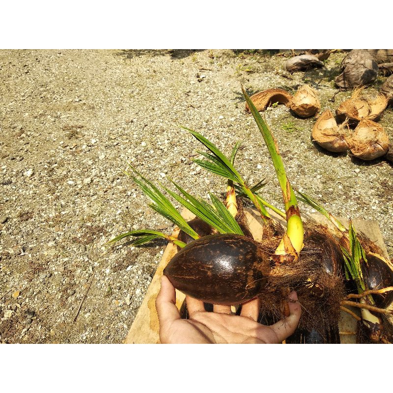 Bahan bonsai kelapa minion (oren,kuning,hijau) akar dan tunas panjang