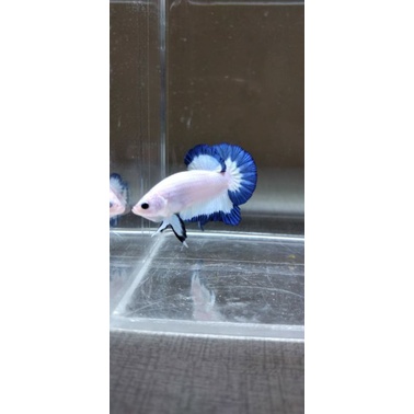 ikan cupang blue rim murah