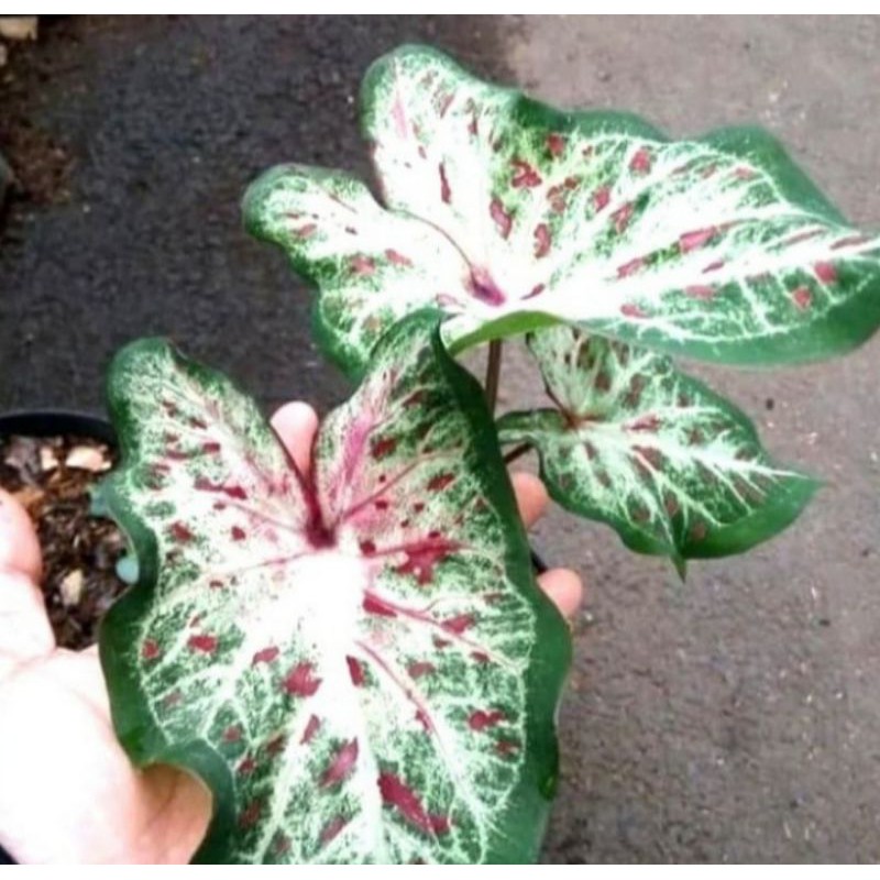 Pohon Keladi Wayang Batik Tanaman Hias Keladi Wayang Batik