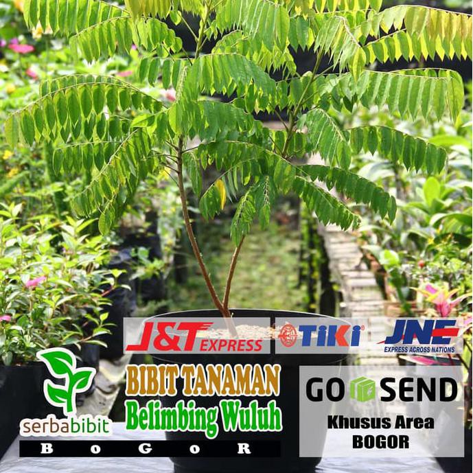 Ide Bibit Buah Belimbing Wuluh Super