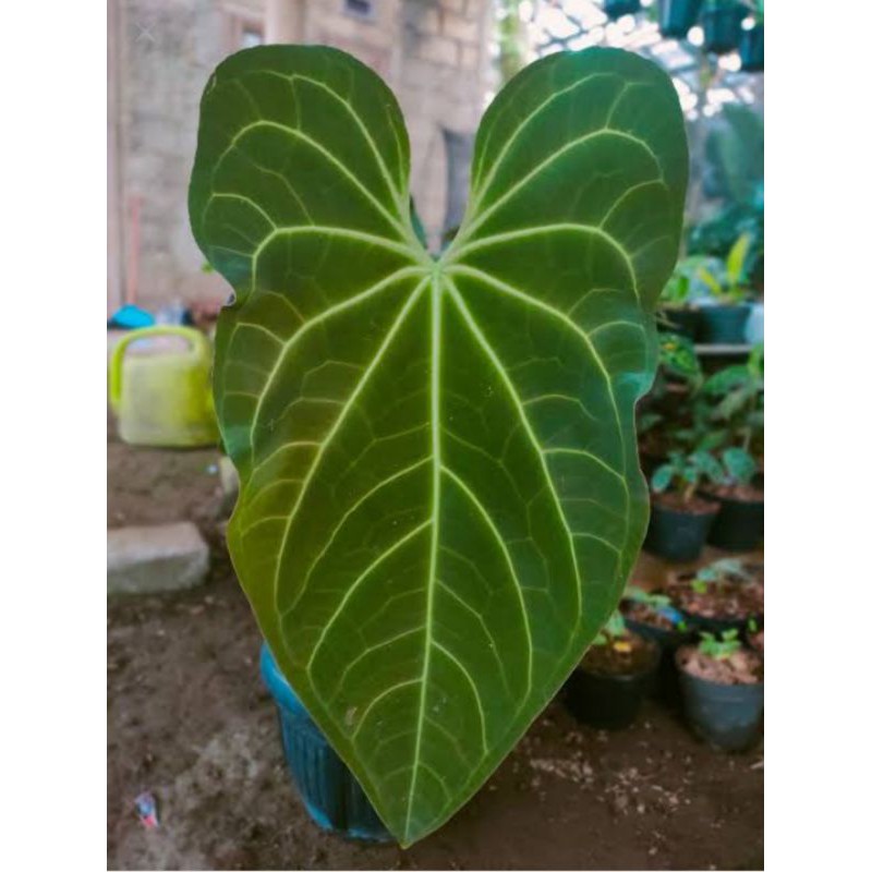 anthurium verde