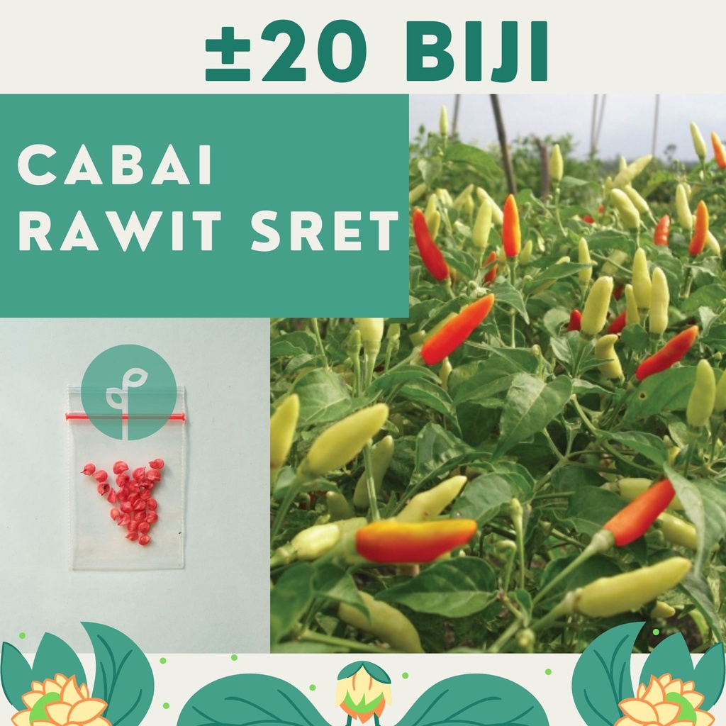 Bibit Sayuran Benih Sayur Paket Lengkap Hidroponik Kangkung Bayam Cabe Sawi Selada Terong Tomat dll-CABE RAWIT PUTIH