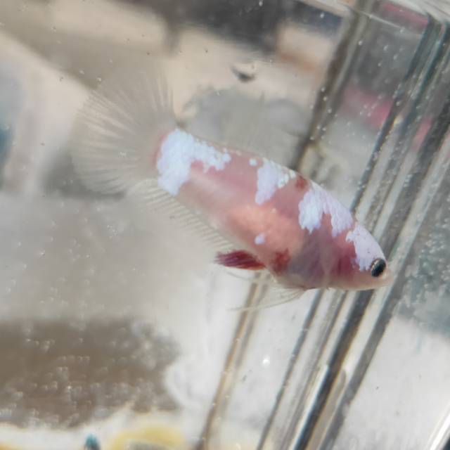 Ikan Hias Cupang Female Plakat Koi Multicolor  Betina