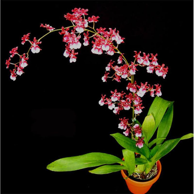 Bibit Anggrek Botol Oncidium Sharry baby