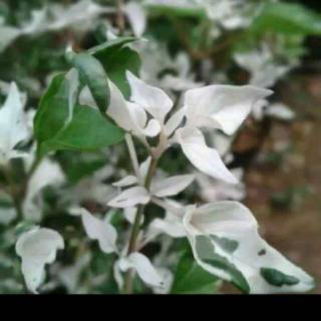 Bibit tanaman hias krokot salju,bibit,tanaman hias