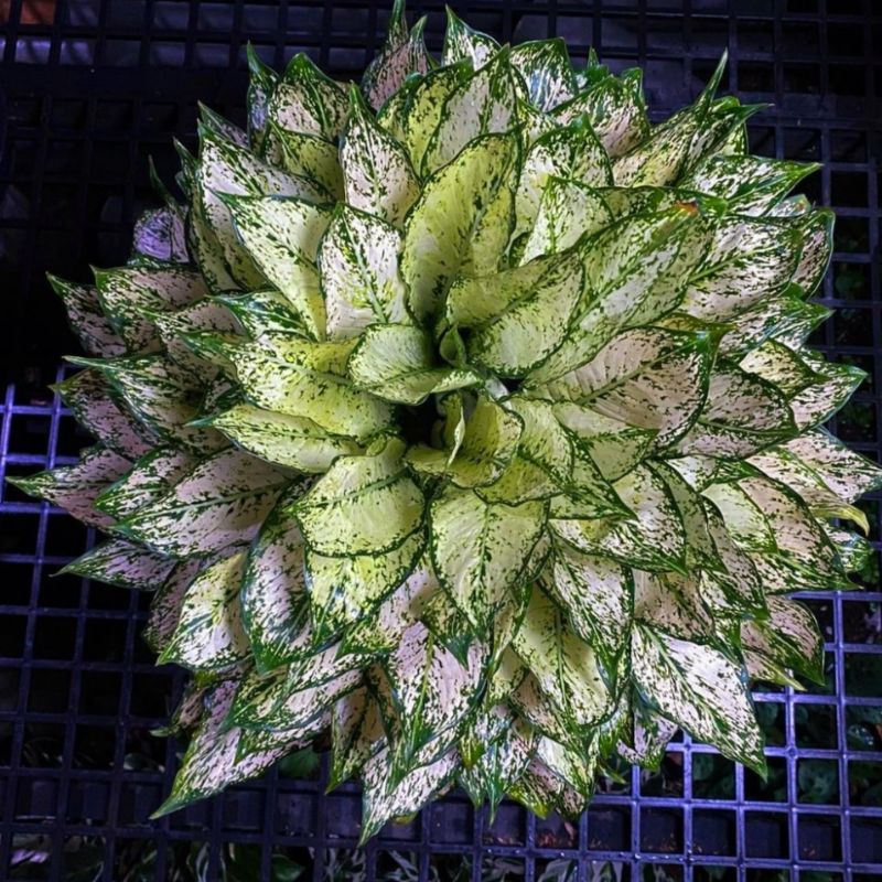 Aglaonema siam paragon remaja 5-10daun / Aglonema siam paragon Remaja florist nursery / Aglonema sia