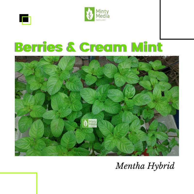 Bibit Tanaman Berries Cream Mint - Mentha Hybrida